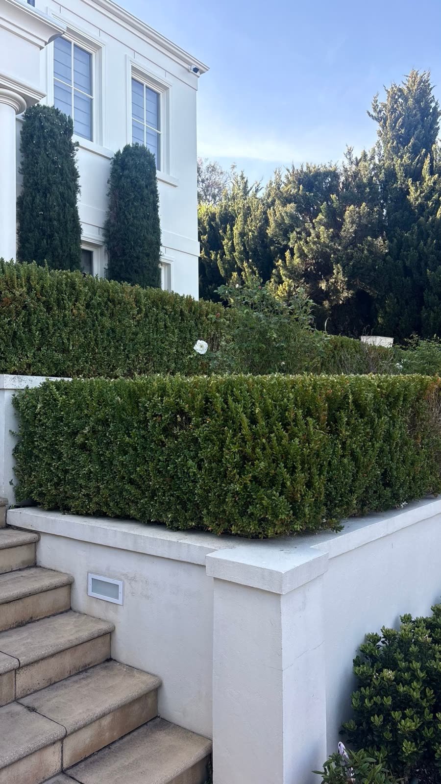 Box hedge trimmed square on a rendered wall, hedge trimming in Geelong by WJ Sanderson Outdoor